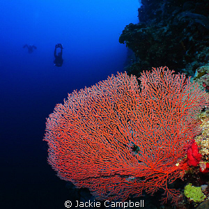 Red sea fan with my dive buddy.
Canon Ixus 100, fisheye ... by Jackie Campbell 